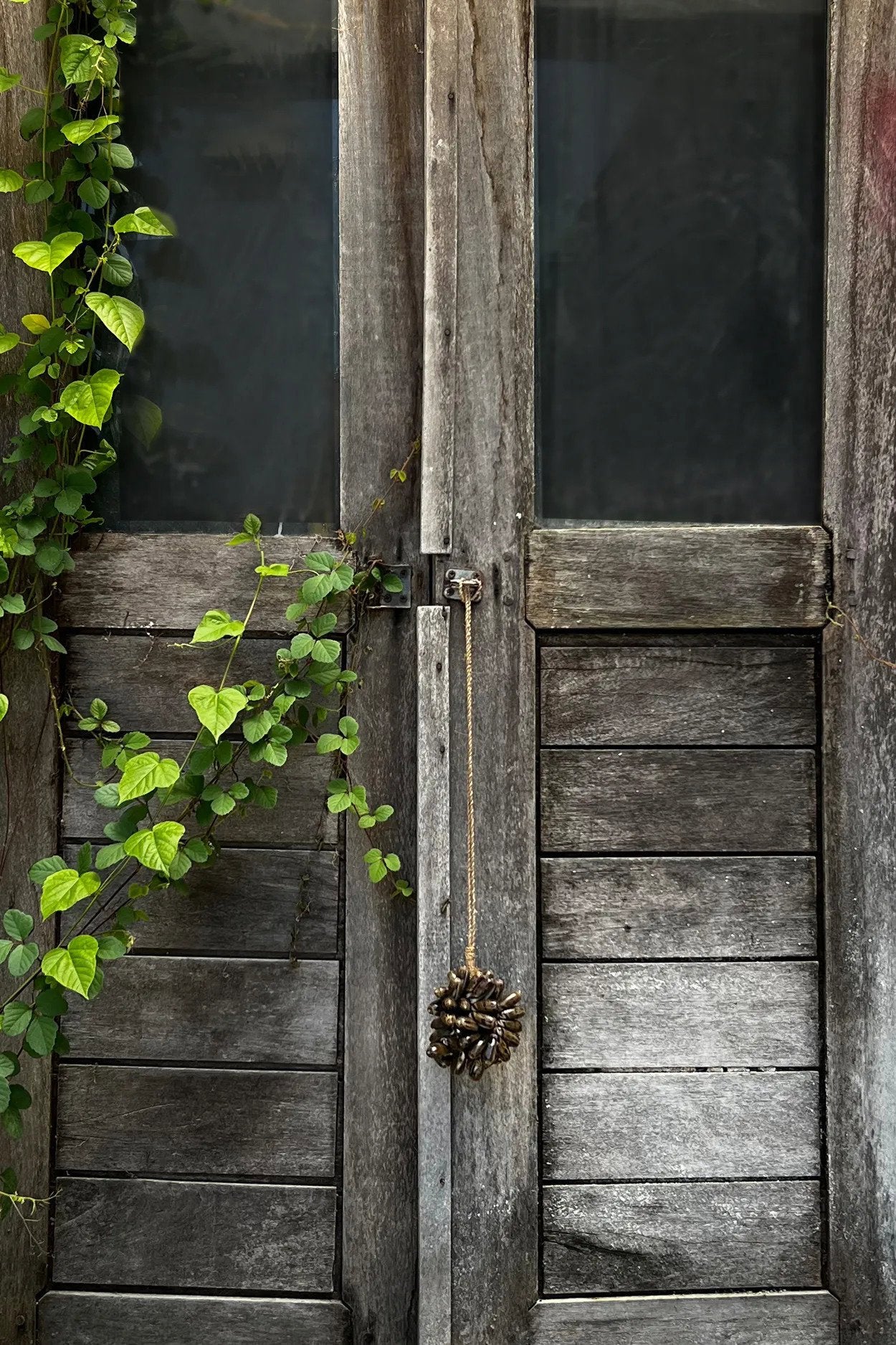 BB - Decoratie bruine kauri schelp kwast